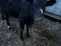 公牛, Aberdeen-Angus — 照片 5