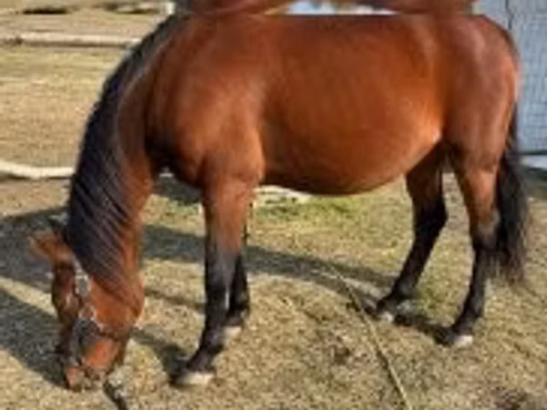 Mare, Horses