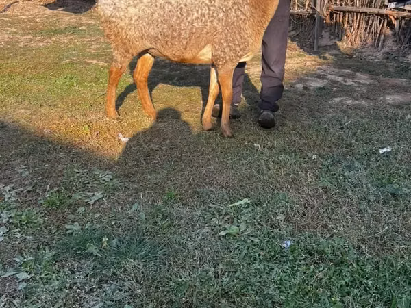 نعجة, Arashan sheep