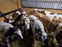 मवेशी (लॉट, लिंग निर्दिष्ट नहीं), Simmental cattle — फ़ोटो 5