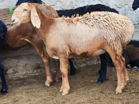 نعجة, Arashan sheep — الصورة 3