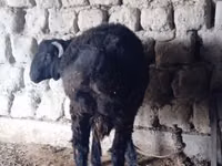 كبش, الأغنام — الصورة 2