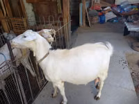 Cabra, Cabras — foto 8