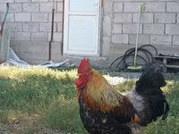 Chickens — Foto 1