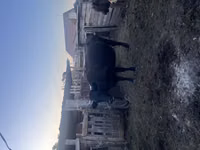 Bulle, Latvian Blue cattle — Foto 1