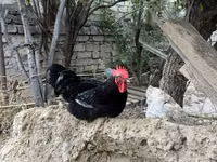 Chickens — 3-rasm
