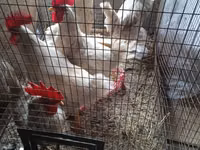 Chickens — Foto 1