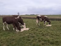 Сиыр, Russian Black pied cattle — 2-сурет