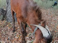 Ziegenbock, Nubian Goat — Foto 5