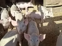 Schweine (Partie, Geschlecht nicht angegeben) — Foto 1