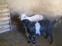 Ziegenbock, Ziegen — Foto 1