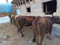 Buqa, Qoramol — 6-rasm