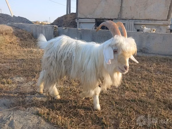 Ziegenbock, Ziegen — Usbekistan
