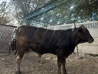 Toro, Swiss cattle — foto 1