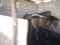 Caballo, Caballos — foto 5