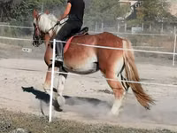 Caballo, Gypsy horse — foto 3