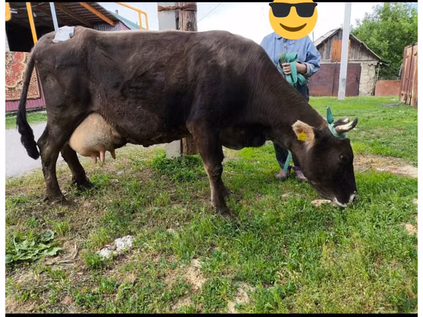 गाय, Swiss cattle