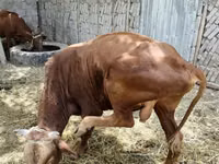 Toro, Ganado vacuno — foto 2