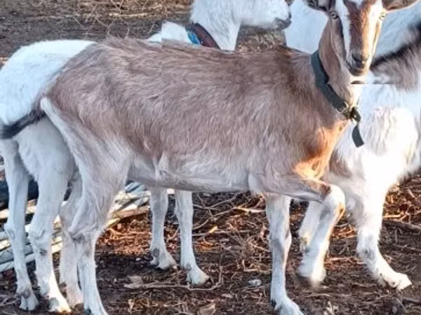 Ziegenbock, Ziegen