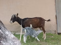 Ешкі, Alpine goat — 6-сурет