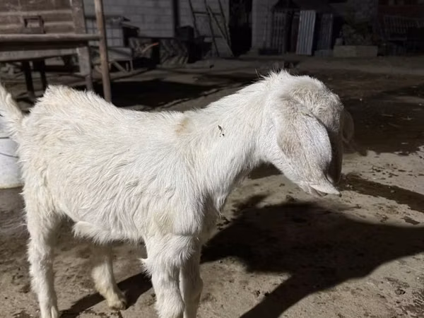 母山羊, Nubian Goat — 哈萨克斯坦