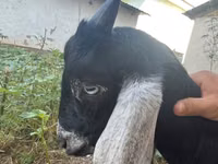 تيس, Nubian Goat — الصورة 7