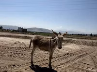 公马, Horses — 照片 2