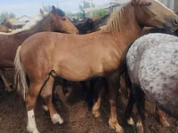 Жылқылар (топ, жынысы көрсетілмеген), Horse breed — 3-сурет