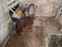 母山羊, Goats — 照片 2
