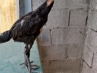 Chickens — 1-сурет