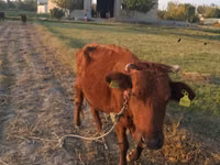Vaca, Ganado vacuno — foto 4