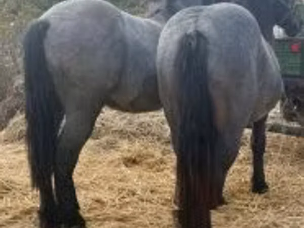 Mare, Horses
