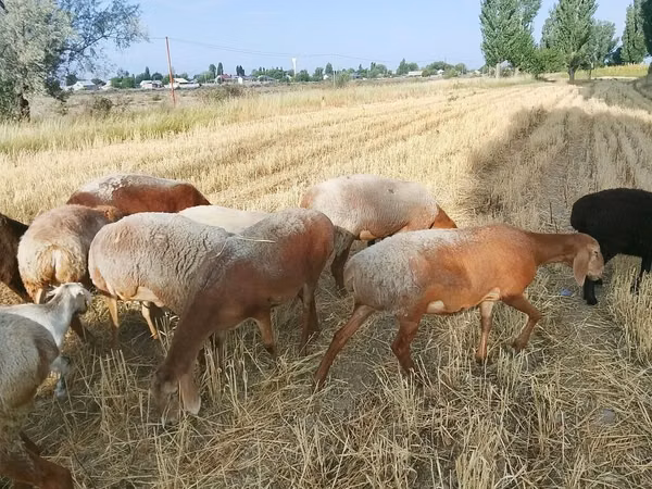 Schaf, Arashan sheep — Kirgisistan
