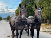 Hengst, Percheron — Foto 7