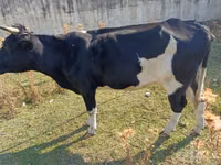 Vaca, Ganado vacuno — foto 6