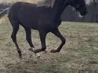 Hengst, Rocky Mountain Horse — Foto 2