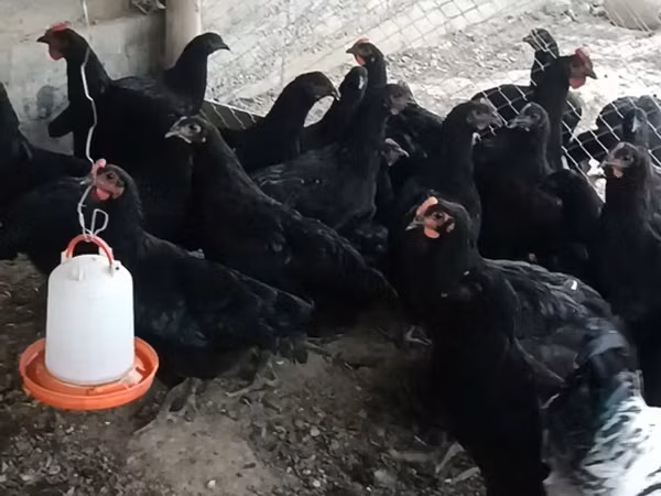 Chickens — Kirgisistan
