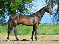 Hengst, Akhal-Teke — Foto 2