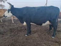 Сиыр, Latvian Blue cattle — 2-сурет