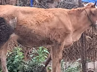 ثور, Simmental cattle — الصورة 5