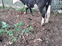 Kuh, Russian Black pied cattle — Foto 1