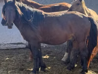 Hengst, Mugalzhar horse — Foto 1