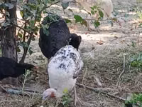 Turkeys — Foto 7
