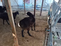 Carnero, Ovejas — foto 3