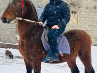 Hengst, Arabian horse — Foto 3