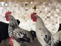 Chickens — फ़ोटो 1