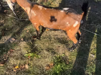 Echki, Alpine goat — 5-rasm