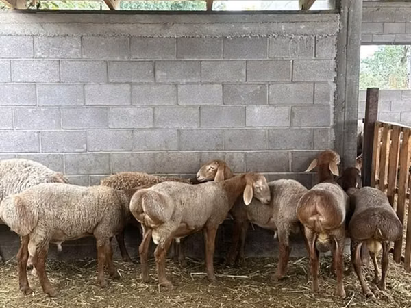Schaf, Arashan sheep — Kirgisistan