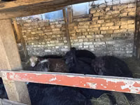 Widder, Schafe — Foto 2