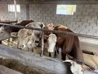 Sigir, Simmental cattle — 2-rasm